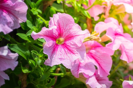 The background image of the colorful flowers, background nature