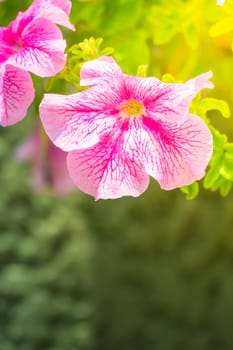 The background image of the colorful flowers, background nature