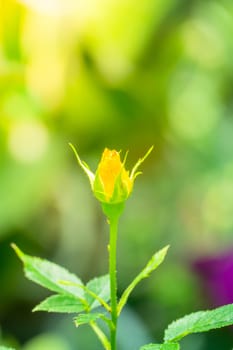 The background image of the colorful flowers, background nature