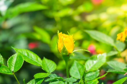 The background image of the colorful flowers, background nature