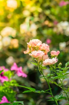 The background image of the colorful flowers, background nature