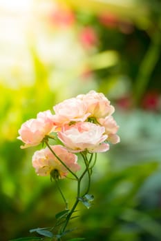 The background image of the colorful flowers, background nature