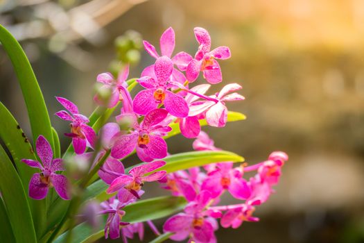 The background image of the colorful flowers, background nature