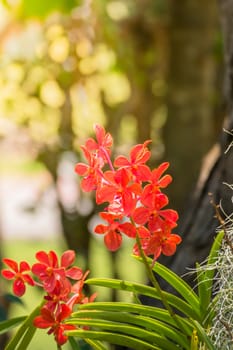 The background image of the colorful flowers, background nature