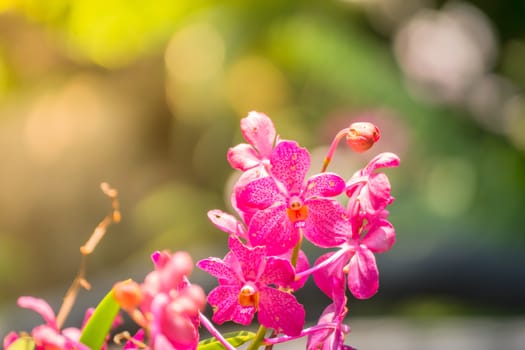 The background image of the colorful flowers, background nature