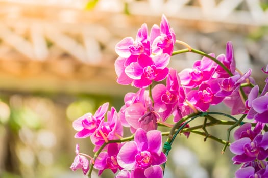 The background image of the colorful flowers, background nature