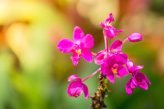 The background image of the colorful flowers, background nature