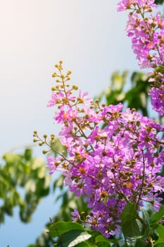 The background image of the colorful flowers, background nature