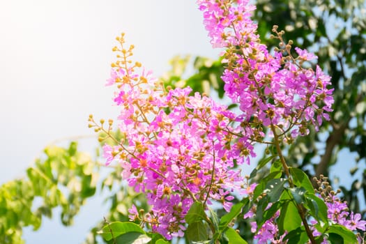 The background image of the colorful flowers, background nature