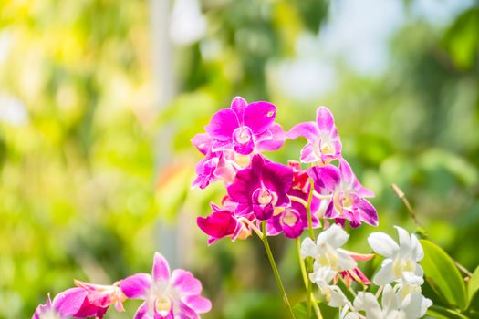 The background image of the colorful flowers, background nature