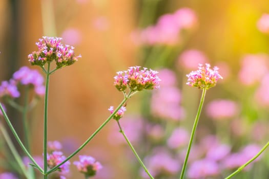 The background image of the colorful flowers, background nature