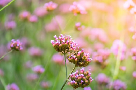 The background image of the colorful flowers, background nature