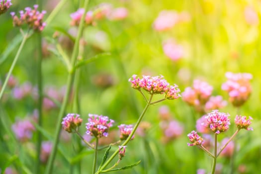 The background image of the colorful flowers, background nature