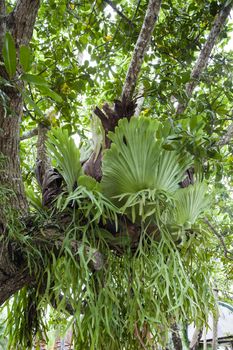 Platycerium is a genus of about 18 fern species in the polypod family, Polypodiaceae. Ferns in this genus are widely known as staghorn or elkhorn ferns due to their uniquely shaped fronds.
