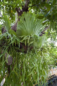 Platycerium is a genus of about 18 fern species in the polypod family, Polypodiaceae. Ferns in this genus are widely known as staghorn or elkhorn ferns due to their uniquely shaped fronds.