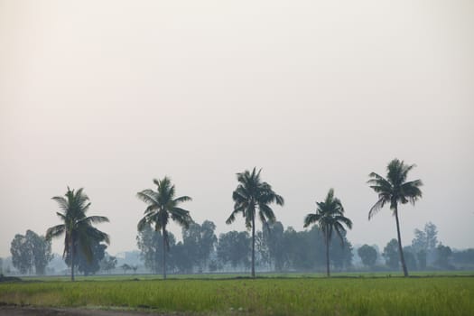 A coconut trees and a green confield in the evening.