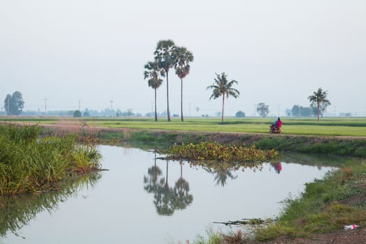 A coconut trees and a green confield in the evening.