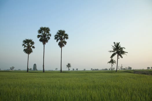 A coconut trees and a green confield in the evening.