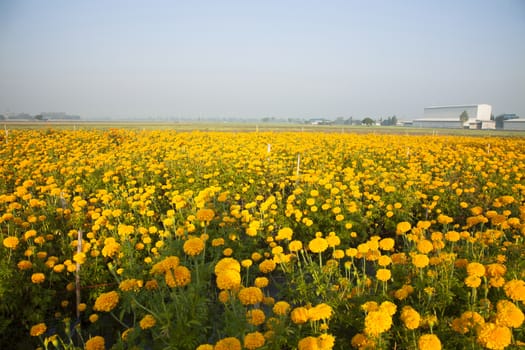 Marigold field in the morning at Thailand.