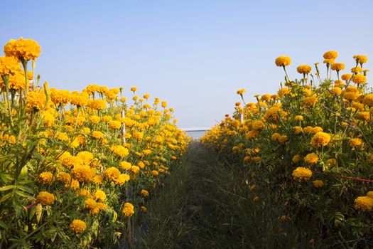 Sunflower field in the morning at Thailand.