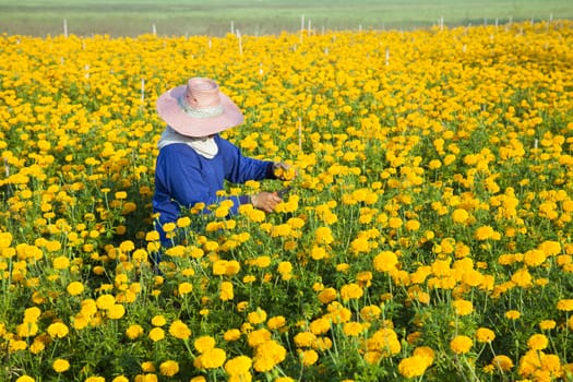 Sunflower field in the morning at Thailand. Cut flowers.