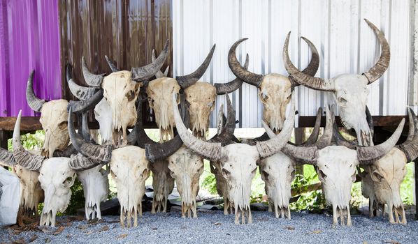 The buffalo Skulls leaning against zinc for background.