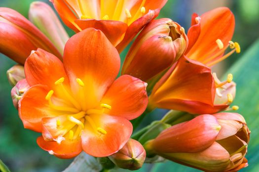 Spring, the oranges yellows flowers on succulent