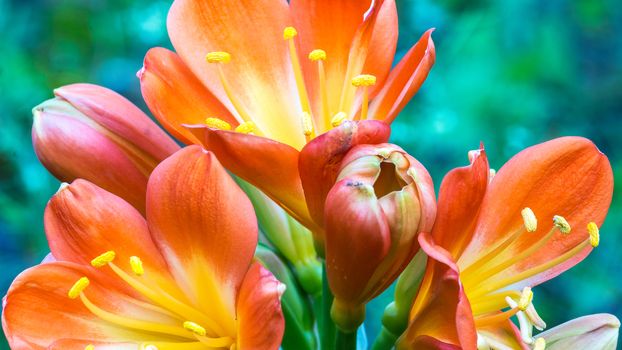 Spring, the oranges yellows flowers on succulent