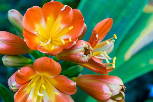 Spring, the oranges yellows flowers on succulent