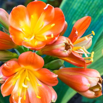 Spring, the oranges yellows flowers on succulent