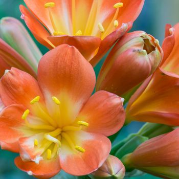 Spring, the oranges yellows flowers on succulent