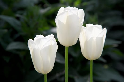 three white tulips in the garden. photo