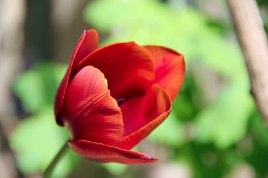 one red tulips in the garden. photo