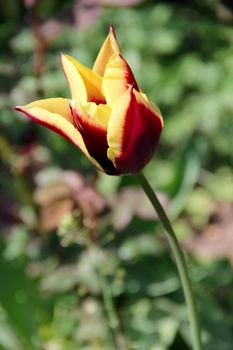 one red and yellow tulips in the garden. photo