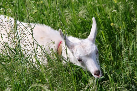 kid in a meadow on thr grass. photo