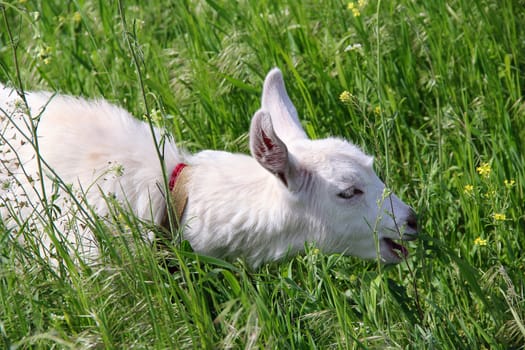 kid in a meadow on thr grass. photo