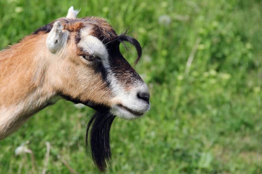 goat in a meadow on thr grass. photo