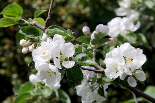 apple tree with big white flower. photo