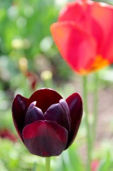 one black tulips in the garden. photo