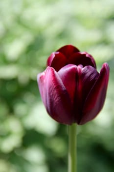 one black tulips in the garden. photo