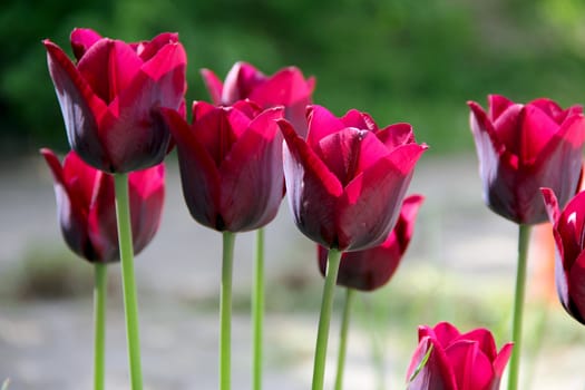 many red tulips in the garden. photo