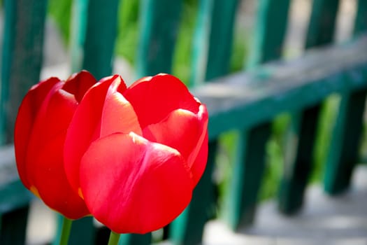 two red tulips in the garden. photo