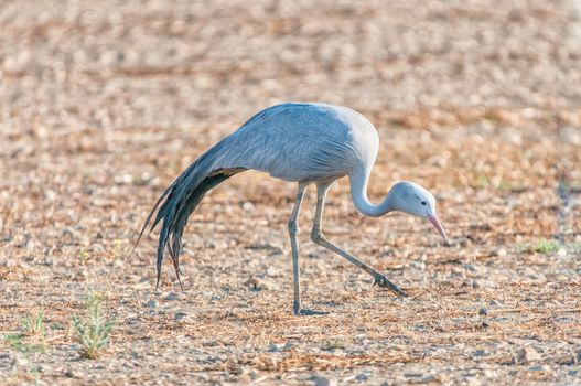 The Blue Crane, Grus paradisea, is an endangered bird specie endemic to Southern Africa. It is the national bird of South Africa