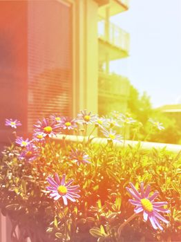 Sunny balcony with blooming daisies. Retro style photo with light leaks.