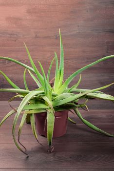 Aloe Vera in red  vase on wooden background.