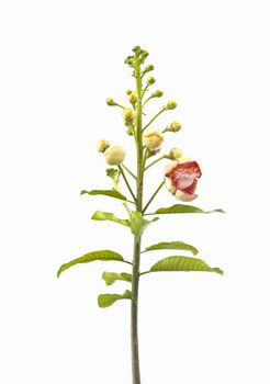 branch of beautiful Cannonball flower on white background