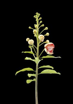 branch of beautiful Cannonball flower on black background