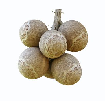 Bunch of cannonball fruits on white background, Couroupita guianensis Aubl fruit