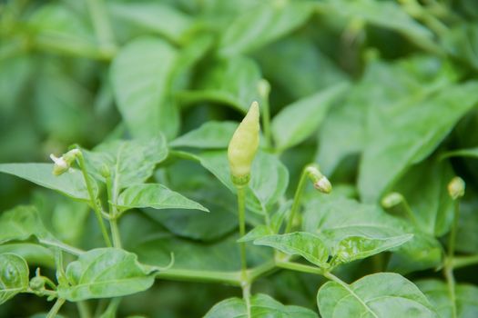 young green chili and baby chili on green tree