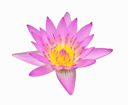 beautiful pink color lotus on white background, isolate